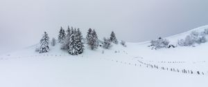 Preview wallpaper hill, snow, trees, spruce, winter