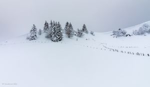 Preview wallpaper hill, snow, trees, spruce, winter