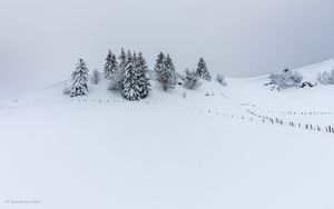 Preview wallpaper hill, snow, trees, spruce, winter