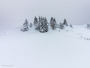 Preview wallpaper hill, snow, trees, spruce, winter