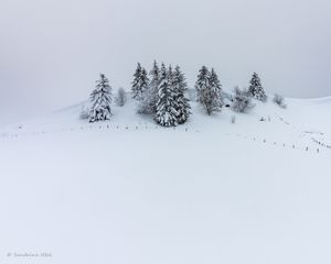 Preview wallpaper hill, snow, trees, spruce, winter