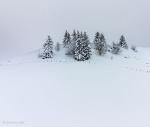 Preview wallpaper hill, snow, trees, spruce, winter