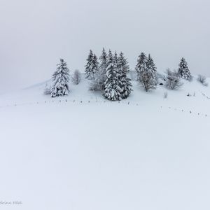 Preview wallpaper hill, snow, trees, spruce, winter