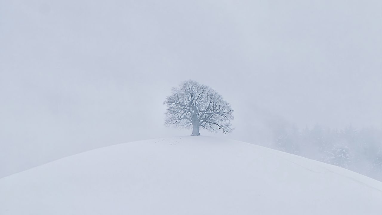 Wallpaper hill, tree, snow, winter, white