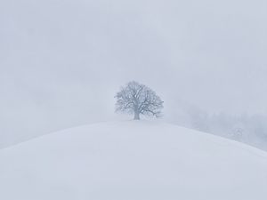 Preview wallpaper hill, tree, snow, winter, white