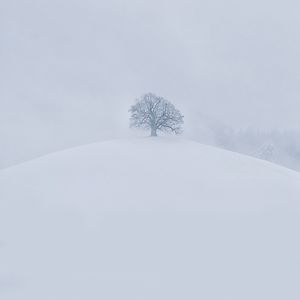 Preview wallpaper hill, tree, snow, winter, white