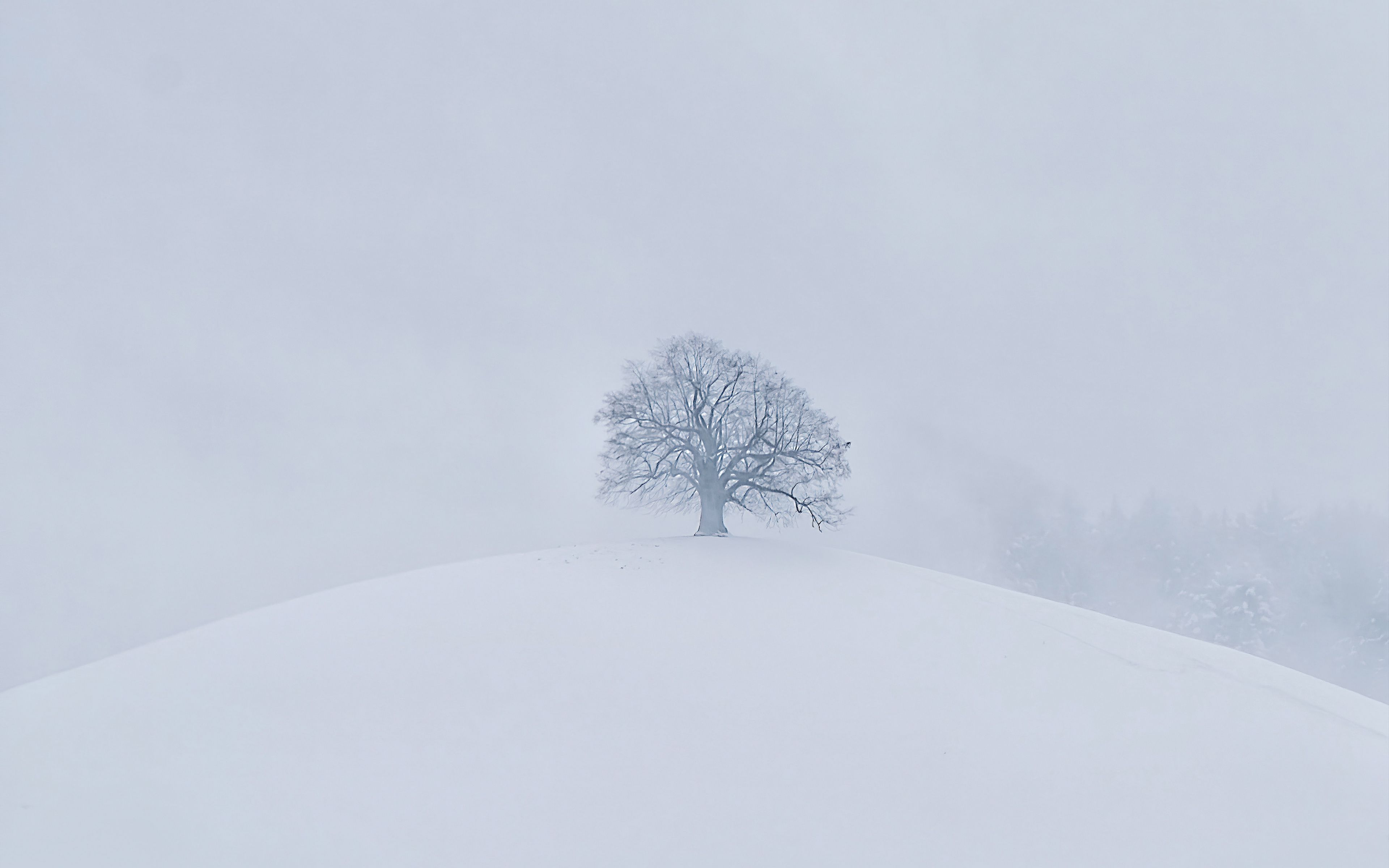 Wallpaper engine snow. Обои a Lonely Winter. Обои белый снег. White Tree Snow. Обои White Tree Snow.