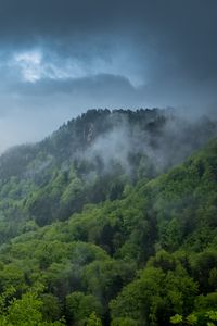 Preview wallpaper hill, trees, bushes, fog, sky