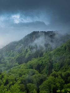 Preview wallpaper hill, trees, bushes, fog, sky