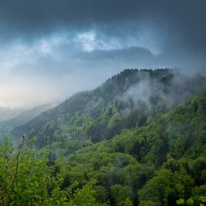 Preview wallpaper hill, trees, bushes, fog, sky