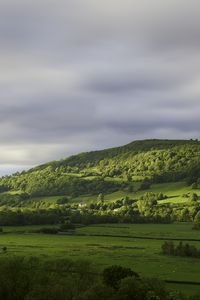 Preview wallpaper hill, trees, forest, meadow, grass