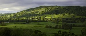 Preview wallpaper hill, trees, forest, meadow, grass