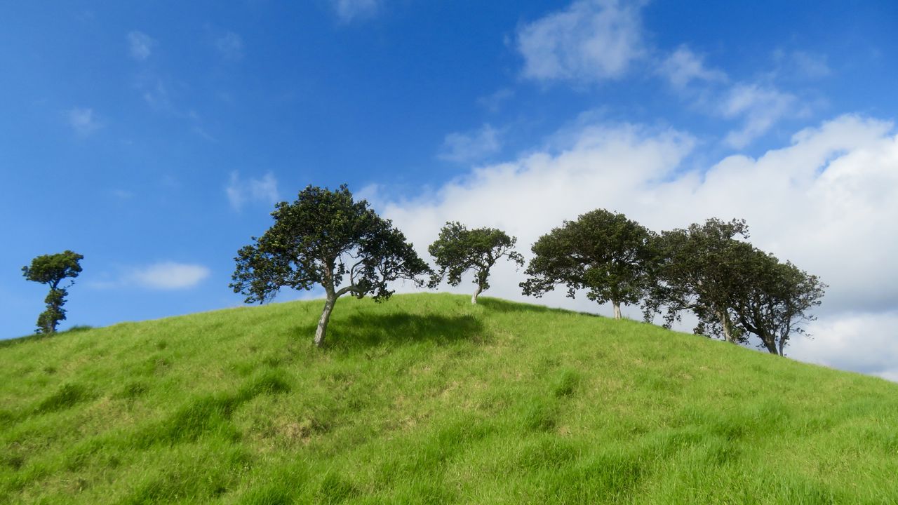Wallpaper hill, trees, grass, landscape, nature