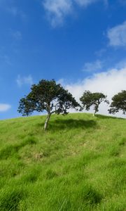 Preview wallpaper hill, trees, grass, landscape, nature