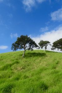 Preview wallpaper hill, trees, grass, landscape, nature