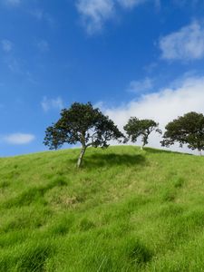 Preview wallpaper hill, trees, grass, landscape, nature