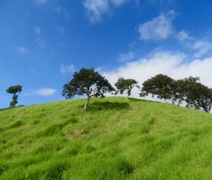 Preview wallpaper hill, trees, grass, landscape, nature