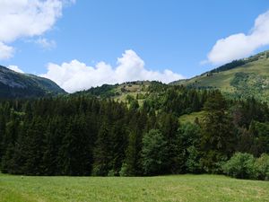 Preview wallpaper hill, trees, grass, landscape