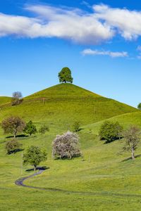 Preview wallpaper hill, trees, path, grass, sky