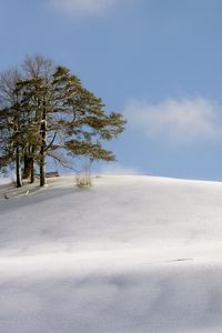 Preview wallpaper hill, trees, snow, blizzard, wind, cold