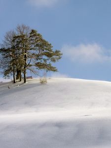 Preview wallpaper hill, trees, snow, blizzard, wind, cold