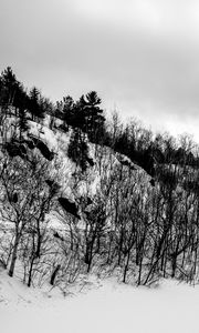 Preview wallpaper hill, trees, snow, winter, nature, black and white