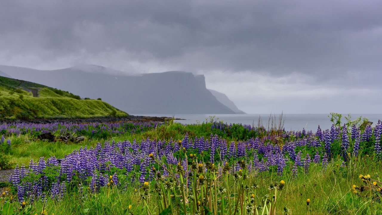 Wallpaper hills, field, lupins, flowers, landscape