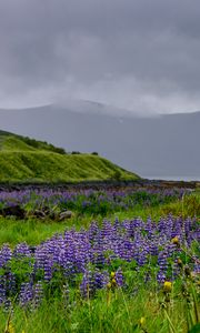 Preview wallpaper hills, field, lupins, flowers, landscape