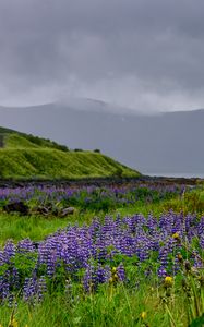 Preview wallpaper hills, field, lupins, flowers, landscape