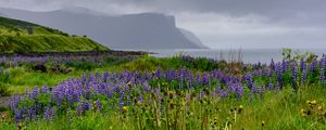 Preview wallpaper hills, field, lupins, flowers, landscape