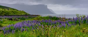 Preview wallpaper hills, field, lupins, flowers, landscape