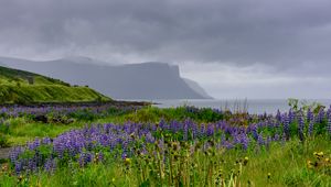 Preview wallpaper hills, field, lupins, flowers, landscape