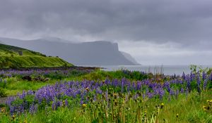 Preview wallpaper hills, field, lupins, flowers, landscape