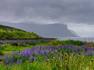 Preview wallpaper hills, field, lupins, flowers, landscape