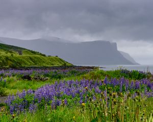 Preview wallpaper hills, field, lupins, flowers, landscape