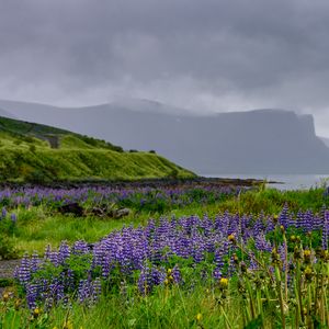 Preview wallpaper hills, field, lupins, flowers, landscape