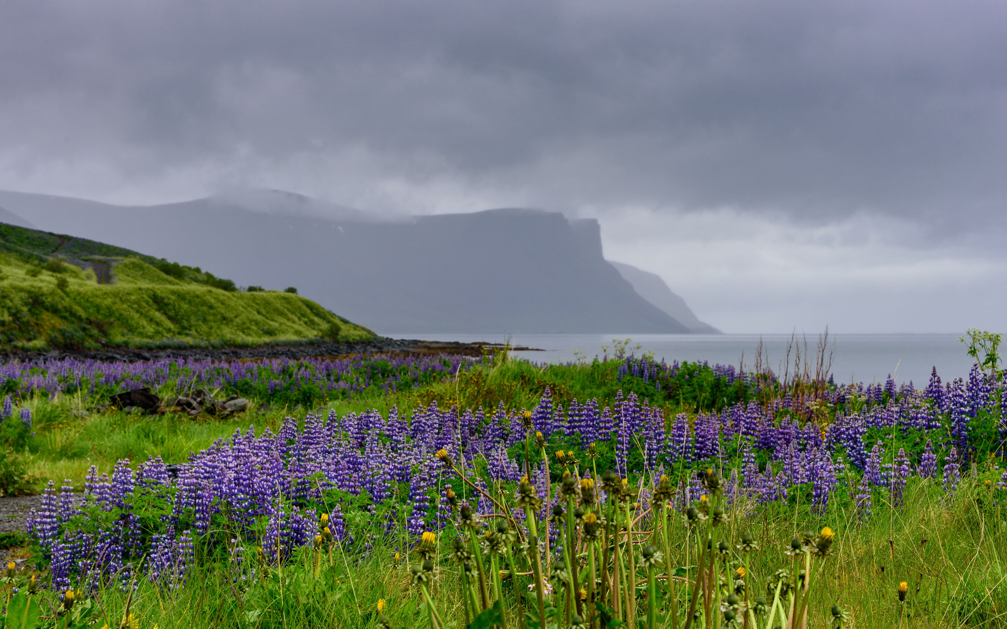 Download wallpaper 3840x2400 hills, field, lupins, flowers, landscape