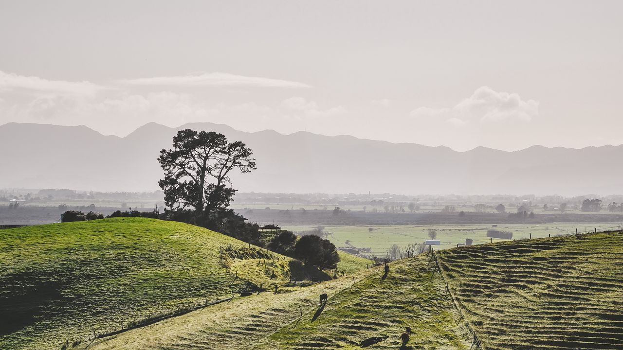 Wallpaper hills, field, trees, landscape