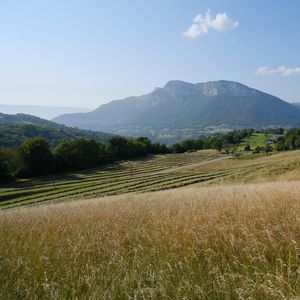 Preview wallpaper hills, field, trees, landscape, nature