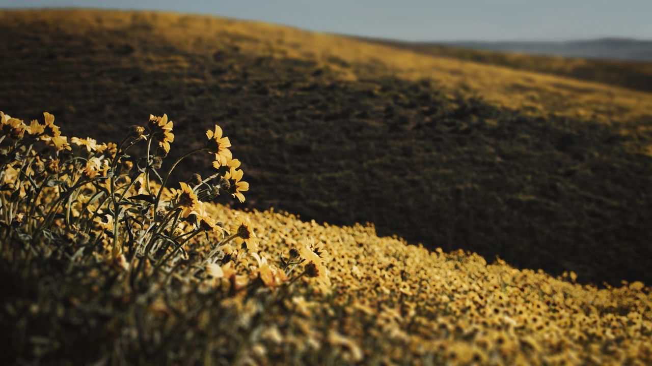 Wallpaper hills, flowers, yellow, field