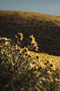 Preview wallpaper hills, flowers, yellow, field