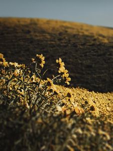 Preview wallpaper hills, flowers, yellow, field