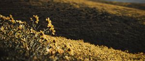 Preview wallpaper hills, flowers, yellow, field