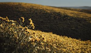 Preview wallpaper hills, flowers, yellow, field