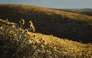 Preview wallpaper hills, flowers, yellow, field