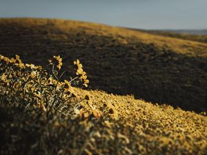 Preview wallpaper hills, flowers, yellow, field