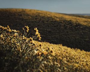 Preview wallpaper hills, flowers, yellow, field