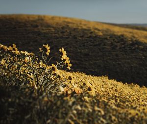 Preview wallpaper hills, flowers, yellow, field