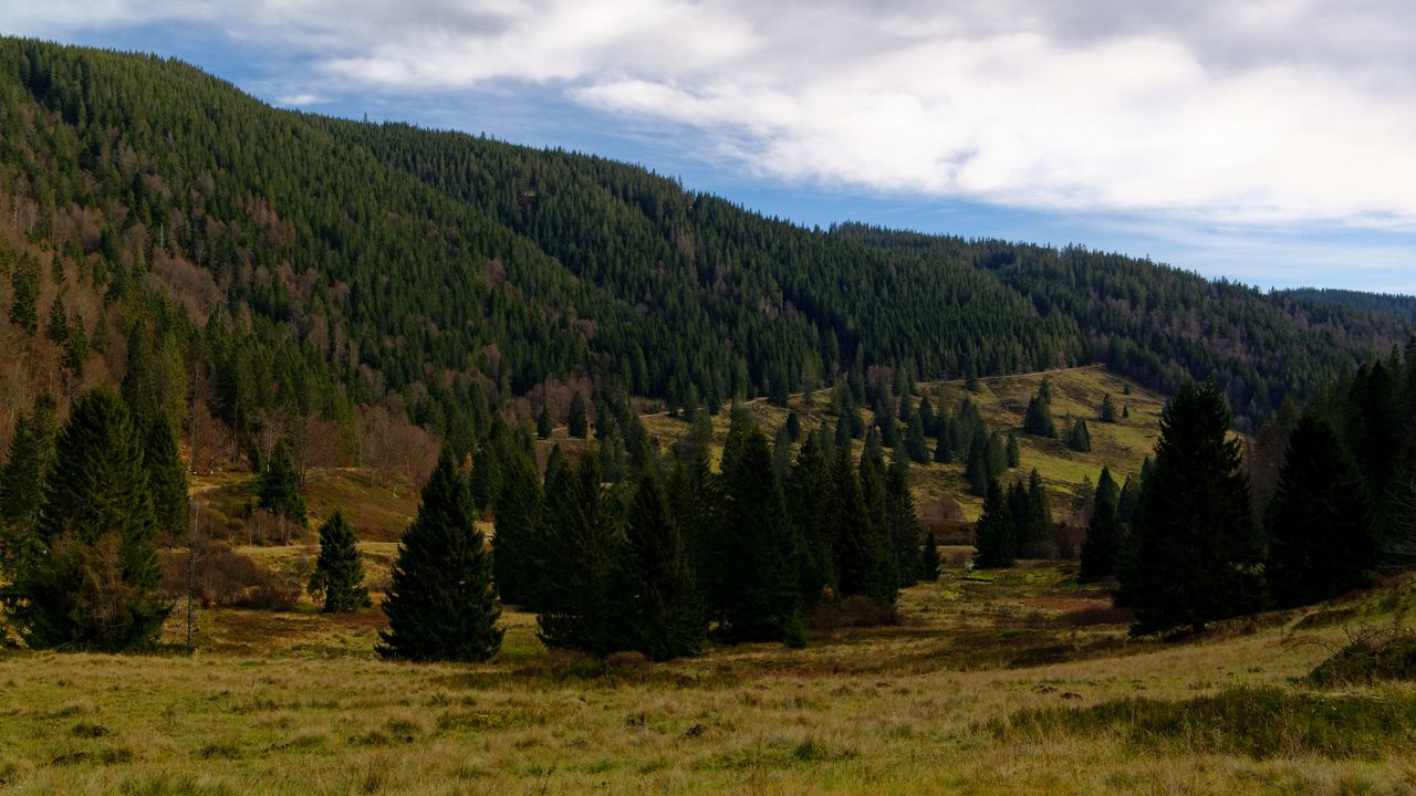 Wallpaper hills, forest, trees, nature, landscape