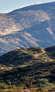 Preview wallpaper hills, grass, cacti, slope